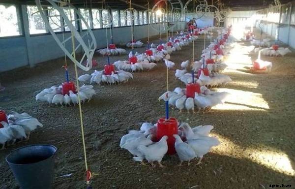 Poultry Farming Information Guide
