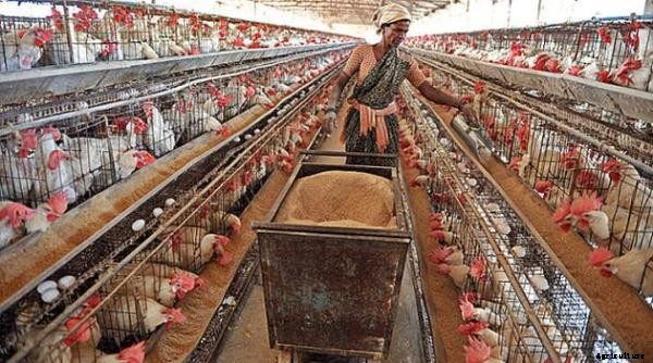 Poultry Farming Information Guide