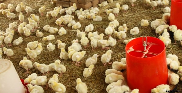 Poultry Farming Information Guide