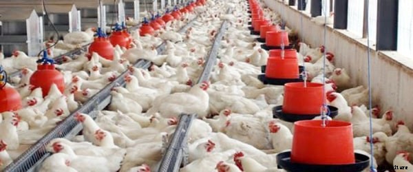 Poultry Farming Information Guide