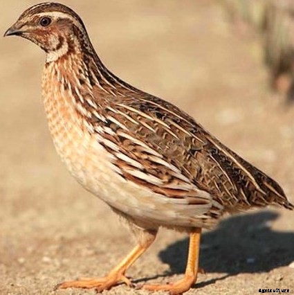 Quail Bird Farming Information Guide