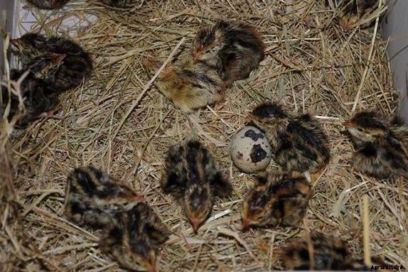 Quail Bird Farming Information Guide