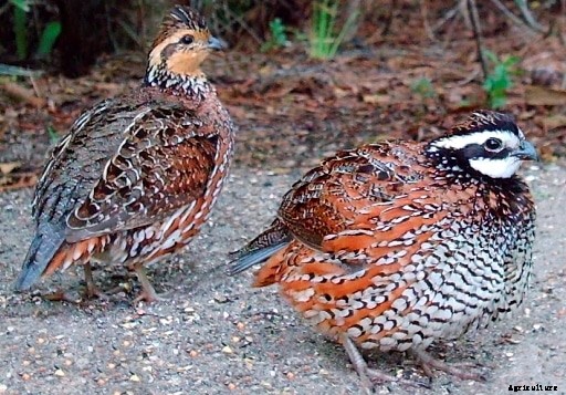 Quail Bird Farming Information Guide
