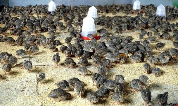 Quail Bird Farming Information Guide