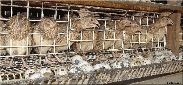 Quail Bird Farming Information Guide