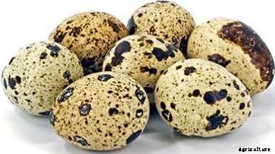 Quail Bird Farming Information Guide
