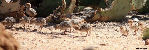 Quail Bird Farming Information Guide