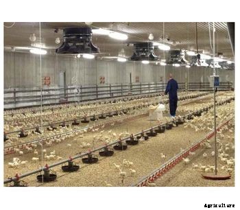 DACS - Model PS1 - Bird Scale