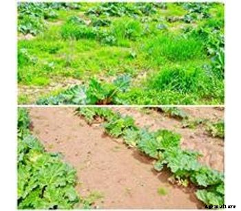 ZUZA - Model 3 - Hydraulic Weeder