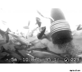 Steinsvik - Aquaculture Subfeeder