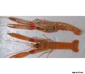 BioGlucan - Aquaculture Larvae Pre-Treatment