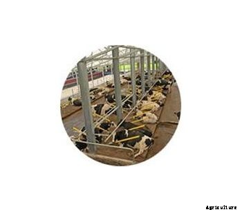 Mid Valley - Super-Comfort Dairy Cow Stalls