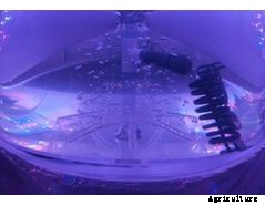 Industrial Plankton - Photobioreactors Made for Algae Culture