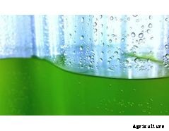 Industrial Plankton - Photobioreactors Made for Algae Culture