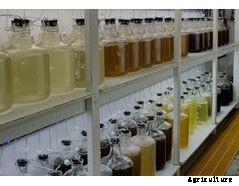 Industrial Plankton - Photobioreactors Made for Algae Culture