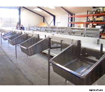 Grading Fish for Land Based Fish Processing