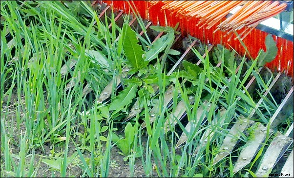 CombCut - Weed Cutter