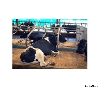 Smart Mat - Smart and Connected Cow Mattress