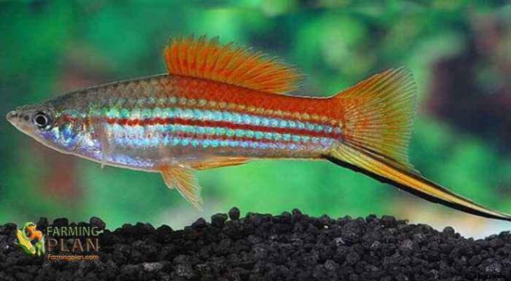 Swordtails: A Freshwater Fish with a Muramasa Legend