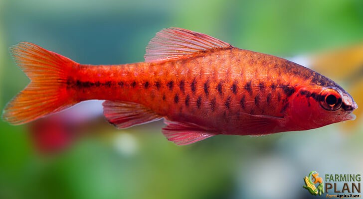 Cherry Barbel Fish: The History of Beautiful Barbel Fish