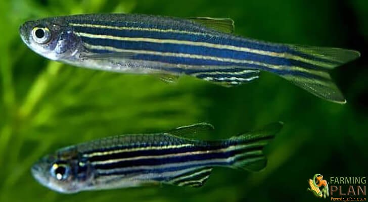 Zebra Danios: Characteristics Details of Zebra Danios Fish