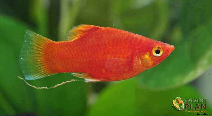 Platies: Popular with Variety Colored Platies Fish