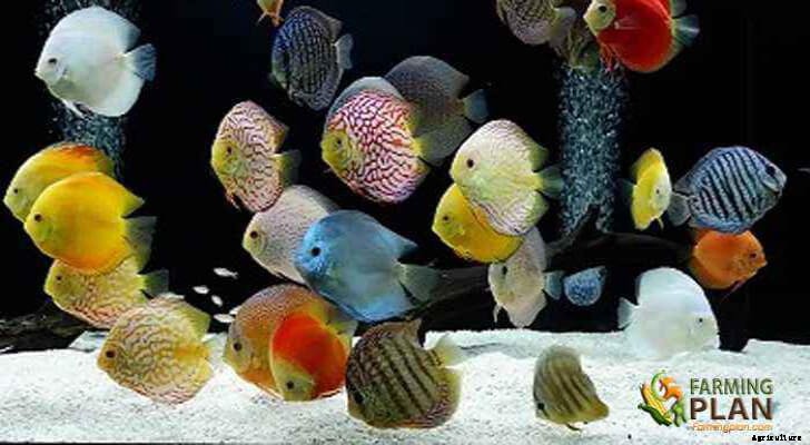 Discus Fish: The Most Beautiful of All Freshwater Species