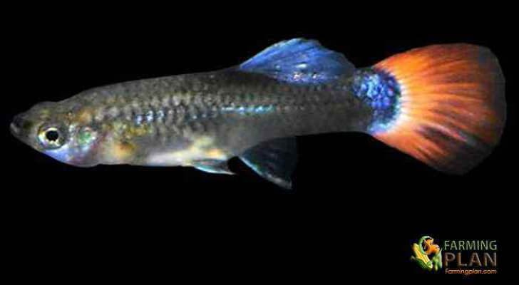 Guppy Fish: The Most Beautiful and Reproductive Species