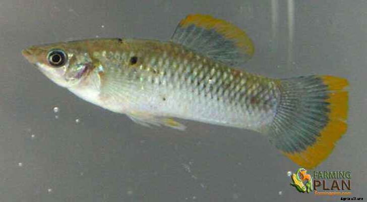 Mollies Fish: Black and speckled Yellow Colored Fish