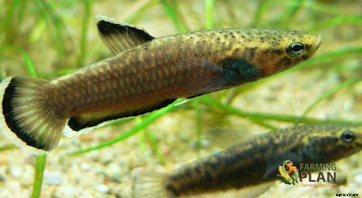 Betta Fish: The Colorful and Paired Separate Species of a Sea Fighter