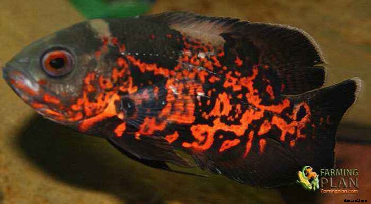 Oscar Fish: The Wonderful Life of the Oscar Fish