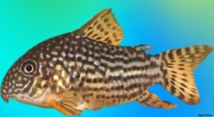 Corydoras Catfish: A Peaceful Fish with Many Varieties