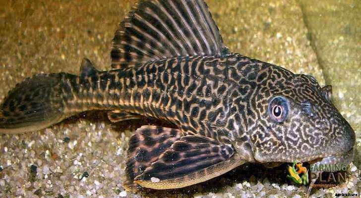 Plecostomus Fish: A tropical fish grows at high speed