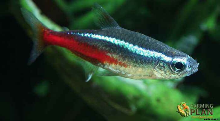 Neon Tetra Fish: A Freshwater and Tropical Fish