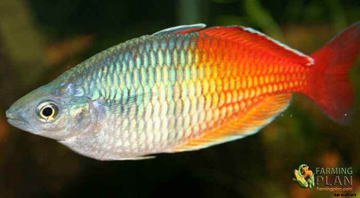 Rainbowfish: The Ideal Fish for Your Aquarium