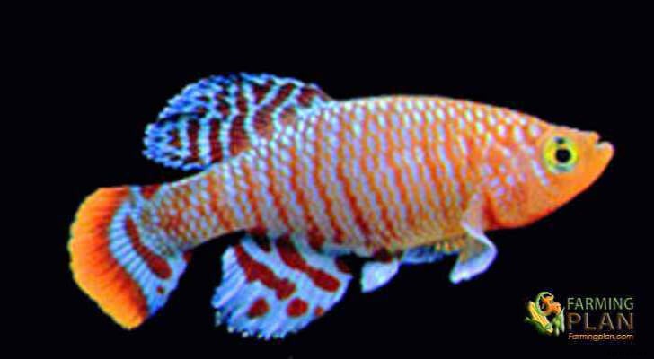 Killifish: A New Eye-Catching Hybrid Fish Species