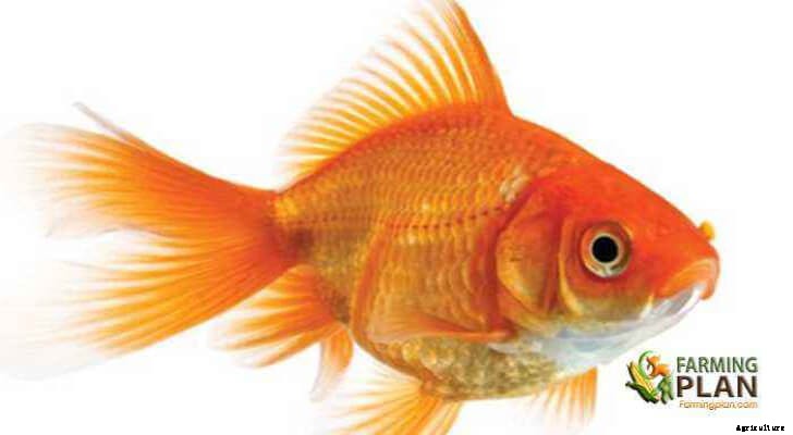 Goldfish: A Freshwater Fish that Became Domesticated and Popular