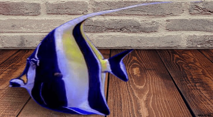 Angelfish: The Most Beautiful and Popular Tank Fish