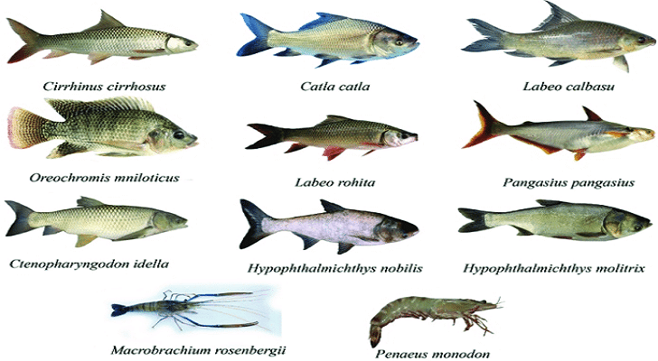 Freshwater Fish: Living in Rivers and Lakes