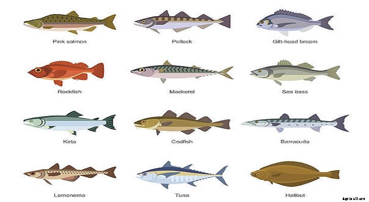 Saltwater Fish: Different Types of Saltwater Fish