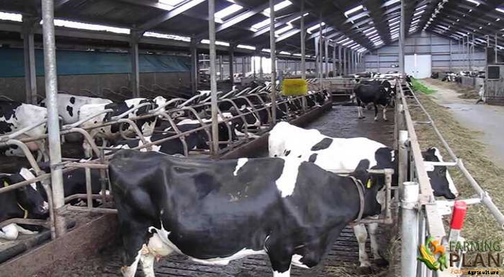 Dairy Farming: The Importance of Modern Technology