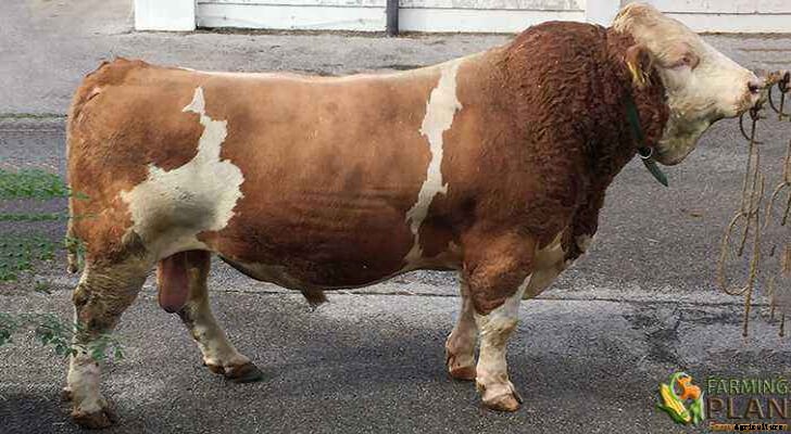 Fleckvieh Cattle: The Spotted German Breed