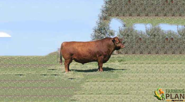 Lowline Cattle: The Math of Breeding Lowline Cattle