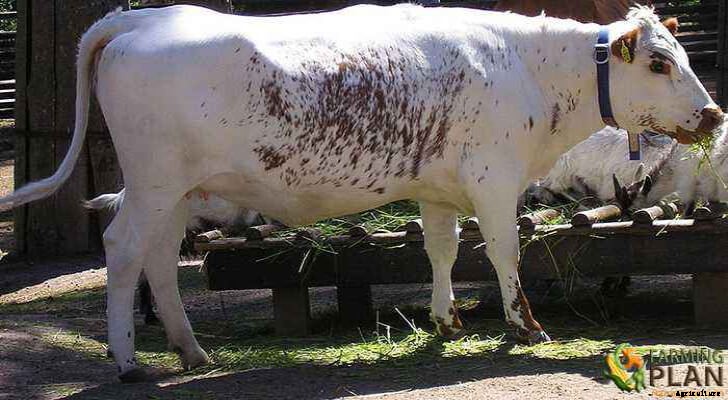 Fjall Cattle: Swedish Polled Mountain Cattle