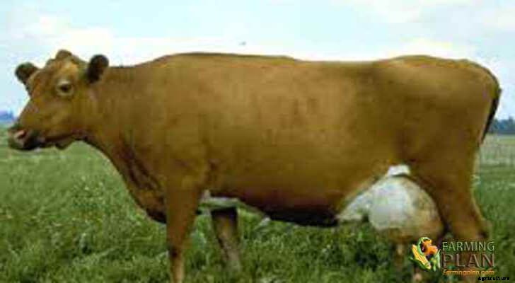 Finn Cattle: Genetic Diversity and Population Structure