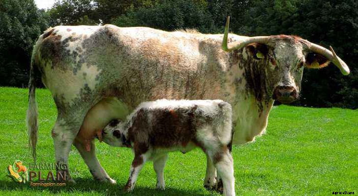 English Longhorn Cattle: Brown and White Beef Cattle
