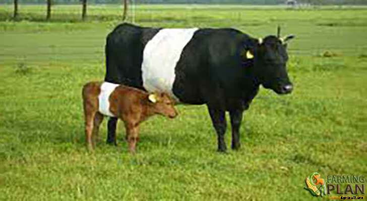 Dutch Belted Cattle: Brown and White Beef Cattle