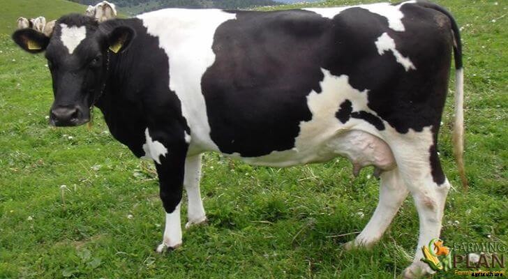 Burlina Cattle: An Italian Cattle Breed