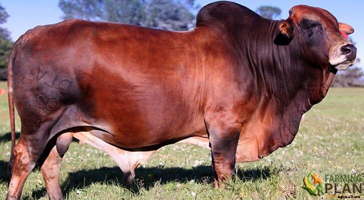Boran Cattle: The World’s Hardiest Breed