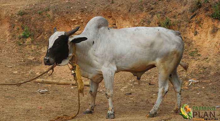 Deoni Cattle: Lifespan of Deoni Cattle